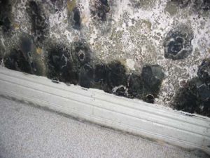 Stachybotrys Basement wall wet for prolonged time resulted in toxigenic mold Stachybotrys growth.