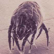 Dust mite viewed under microscope