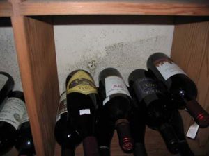 Wine cellar Mold growth from condensation in high humidity room.