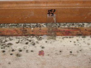 Mold Surface Sample Confirms mold presence and identified toxic mold.