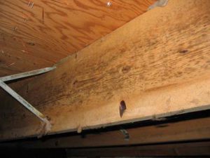 Hidden Mold Mold in crawl space on floor joists and sub-flooring.