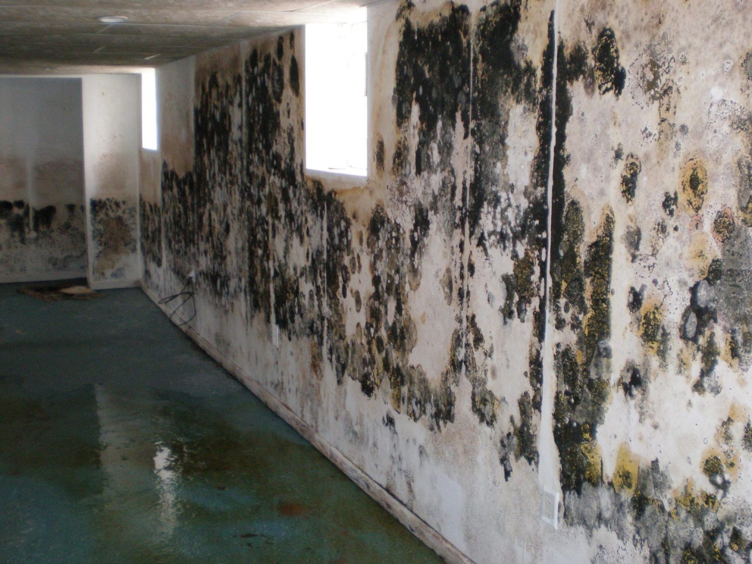 Basement Flood Mold Growth Recent Projects Clean Air Sciences